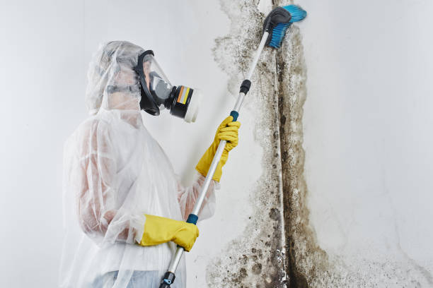 Reliable Lowell, MA Mold Remediation Solutions