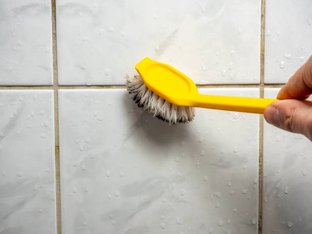 Best Black Mold Remediation in Lowell, MA