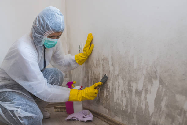 Best DIY Mold Remediation Support Services in Lowell, MA