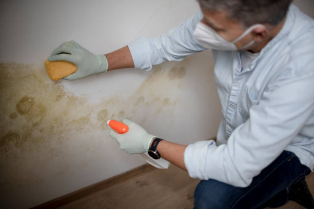 Best Residential Mold Remediation in Lowell, MA