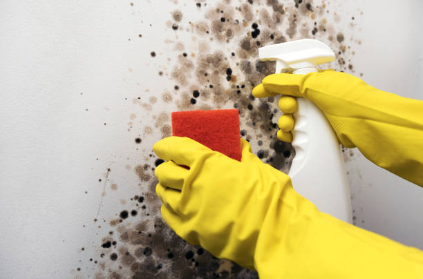 Best Bathroom Mold Remediation in Lowell, MA