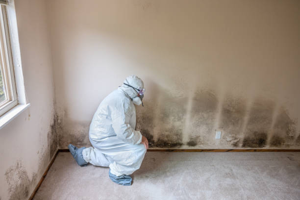 Best Preventive Mold Services in Lowell, MA