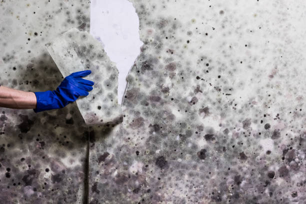Best White Mold Remediation in Lowell, MA