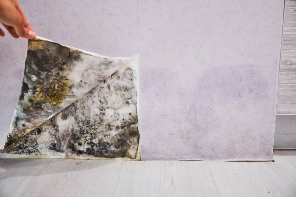 Best Kitchen Mold Remediation in Lowell, MA